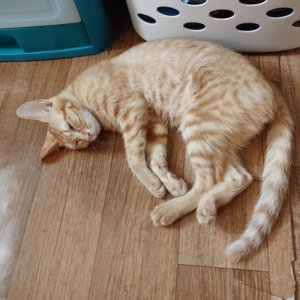 고양이 실종 코리아쇼트헤어 경기도 시흥시