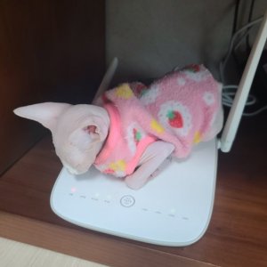 고양이 실종 스핑크스 경기도 광명시