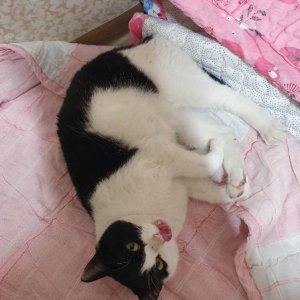 고양이 실종 코리아쇼트헤어 부산광역시 금정구