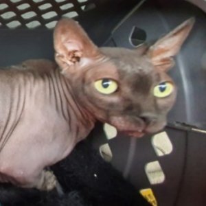 고양이 실종 스핑크스 대구광역시 동구