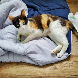 고양이 실종 코리아쇼트헤어 대전광역시 서구