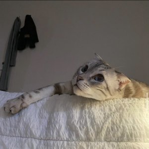 고양이 실종 스코티시폴드 서울특별시 동작구