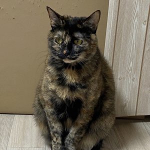 고양이 실종 코리아쇼트헤어 대구광역시 동구