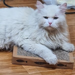 고양이 실종 터키시앙고라 제주특별자치도 제주시