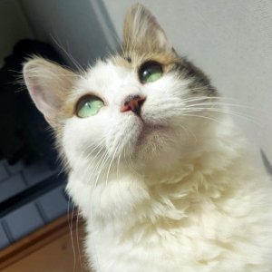 고양이 실종 코리아롱헤어 울산광역시 중구