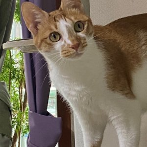 고양이 실종 코리아쇼트헤어 대구광역시 달서구