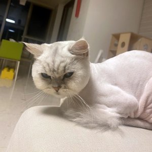고양이 실종 페르시안 서울특별시 성동구