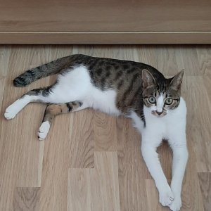 고양이 실종 코리아쇼트헤어 부산광역시 연제구