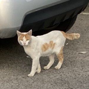 고양이 실종 코리아쇼트헤어 경상남도 양산시
