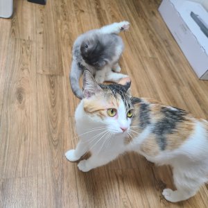 고양이 실종 코리아쇼트헤어 울산광역시 남구