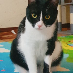 고양이 실종 코리아쇼트헤어 대전광역시 대덕구