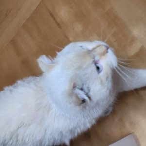 고양이 주인을 찾습니다 고양이 전단지