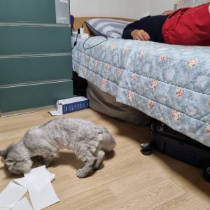 고양이 주인을 찾습니다 고양이 전단지