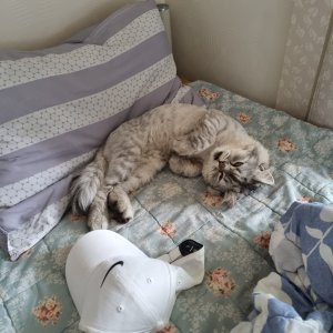 고양이 구조 페르시안 강원도 인제군