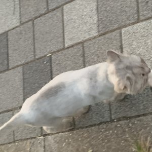 고양이 주인을 찾습니다 고양이 전단지