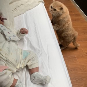 고양이 실종 스코티시폴드 경기도 김포시