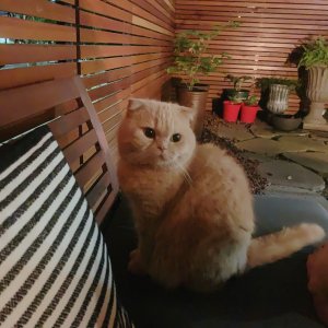 고양이를 찾습니다 고양이 전단지