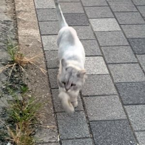 고양이 목격 페르시안 울산광역시 울주군