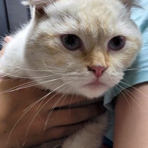 고양이 구조 스코티시폴드 서울특별시 노원구