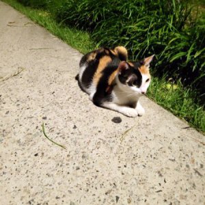 고양이 목격 코리아쇼트헤어 서울특별시 마포구