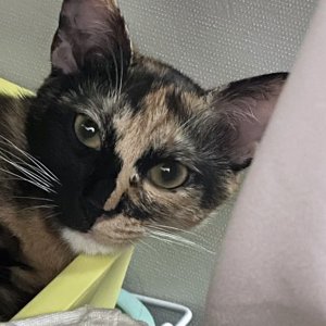 고양이 실종 코리아쇼트헤어 울산광역시 울주군