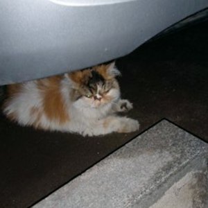 고양이 목격 친칠라캣 서울특별시 강남구