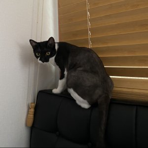 고양이를 찾습니다 고양이 전단지