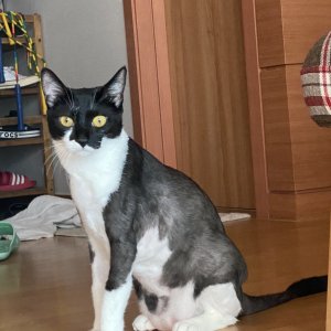 고양이 실종 코리아쇼트헤어 경기도 남양주시