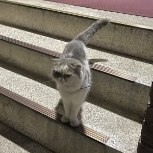 고양이 목격 페르시안 서울특별시 동대문구