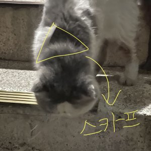 고양이 주인을 찾습니다 고양이 전단지