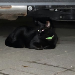 고양이 목격 코리아쇼트헤어 서울특별시 송파구