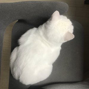 고양이를 찾습니다 고양이 전단지