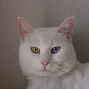 고양이 실종 터키시앙고라 충청북도 청주시 상당구