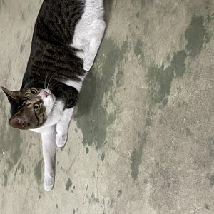 고양이 주인을 찾습니다 고양이 전단지