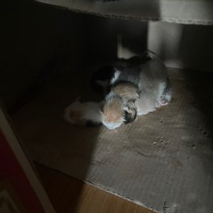 고양이 주인을 찾습니다 고양이 전단지