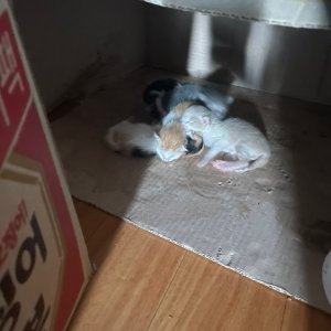 고양이 구조 코리아쇼트헤어 경상남도 창원시 마산회원구