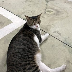 고양이 목격 코리아쇼트헤어 경상남도 창원시 진해구