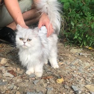 고양이 구조 페르시안 서울특별시 은평구