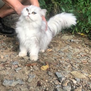 고양이 주인을 찾습니다 고양이 전단지