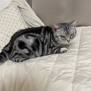 고양이 실종 아메리칸쇼트헤어 인천광역시 계양구
