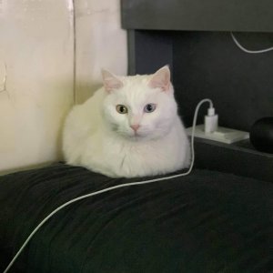 고양이 실종 터키시앙고라 경기도 평택시