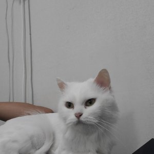 고양이 주인을 찾습니다 고양이 전단지
