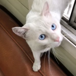 고양이를 찾습니다 고양이 전단지