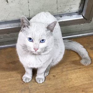 고양이 실종 터키시앙고라 경기도 남양주시