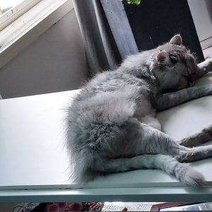 고양이를 찾습니다 고양이 전단지