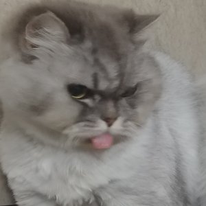 고양이 실종 페르시안 경기도 파주시