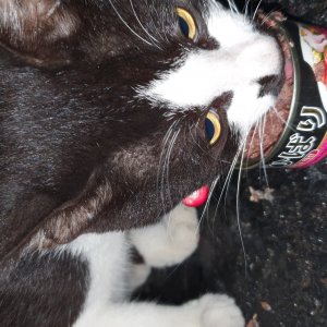 고양이 주인을 찾습니다 고양이 전단지