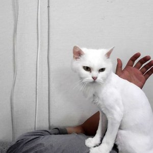고양이 구조 페르시안 서울특별시 은평구