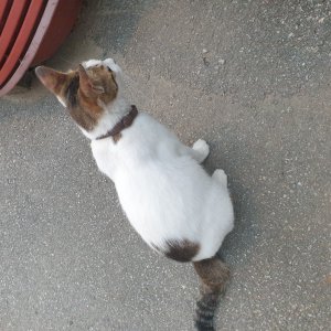 고양이를 찾습니다 고양이 전단지