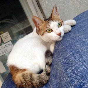 고양이 실종 코리아쇼트헤어 전라남도 장성군